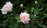 Madame C. Chambard rose photo