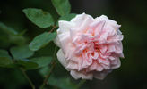 Madame C. Chambard rose photo