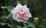 Madame C. Chambard rose photo