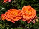 Wandering Minstrel rose photo