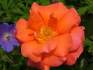 Wandering Minstrel rose photo