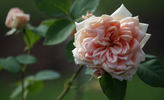 Gloaming rose photo