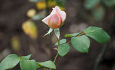 Gloaming rose photo