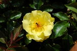 Berendina rose photo