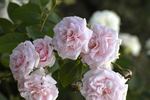 Beatrice Krismer rose photo