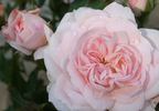 Beatrice Krismer rose photo