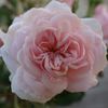 Beatrice Krismer rose photo