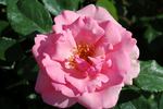 Bantry Bay ® rose photo