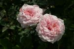 Antique Rose rose photo