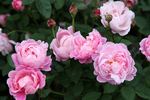 André's Favourite rose photo