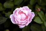 André's Favourite rose photo