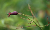 Polstjärnan rose photo