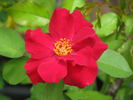 Hester Prynne rose photo