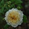 Swan ® rose photo