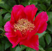 Burma Ruby peony photo