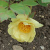 Kintei peony photo