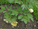 Kintei peony photo