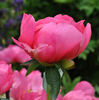<i>P. anomala</i> var. <i>intermedia</i> peony photo