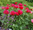 Postilion peony photo