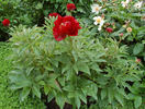 Robert W. Auten peony photo