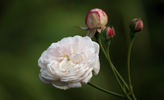 Caroline Marniesse rose photo