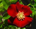 Elsina Dean rose photo