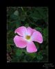 Nearly Wild rose photo