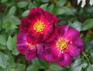 Blue Peter rose photo