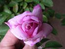 Delicia rose photo
