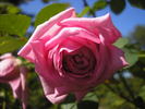Autumn Bouquet rose photo