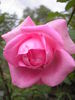 Autumn Bouquet rose photo