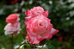 Big Apple ® (hybrid tea, J rose photo