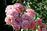 Dream Weaver ™ rose photo