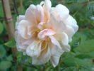 Beauté de l'Europe rose photo
