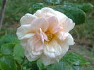 Beauté de l'Europe rose photo