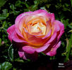 Ibiza rose photo