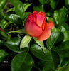 Ibiza rose photo