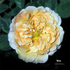 Ibiza rose photo