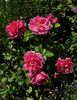 Saint-Exupéry ® rose photo