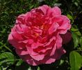 Saint-Exupéry ® rose photo