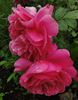 Saint-Exupéry ® rose photo