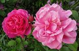 Saint-Exupéry ® rose photo
