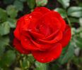 Rebell rose photo