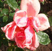 Flammenrose rose photo