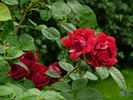 Duke of Wellington rose photo