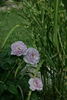 Blue Bajou ® rose photo