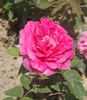 Comtesse Henriette Combes rose photo