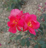 Cuba rose photo