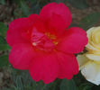 Cuba rose photo