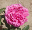 Heinrich Schultheis rose photo
